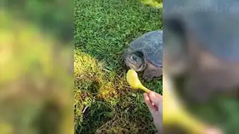 Best Funniest Animals Video of 2022 - Cute Cats😹 and Funny Dogs🐶 Videos!