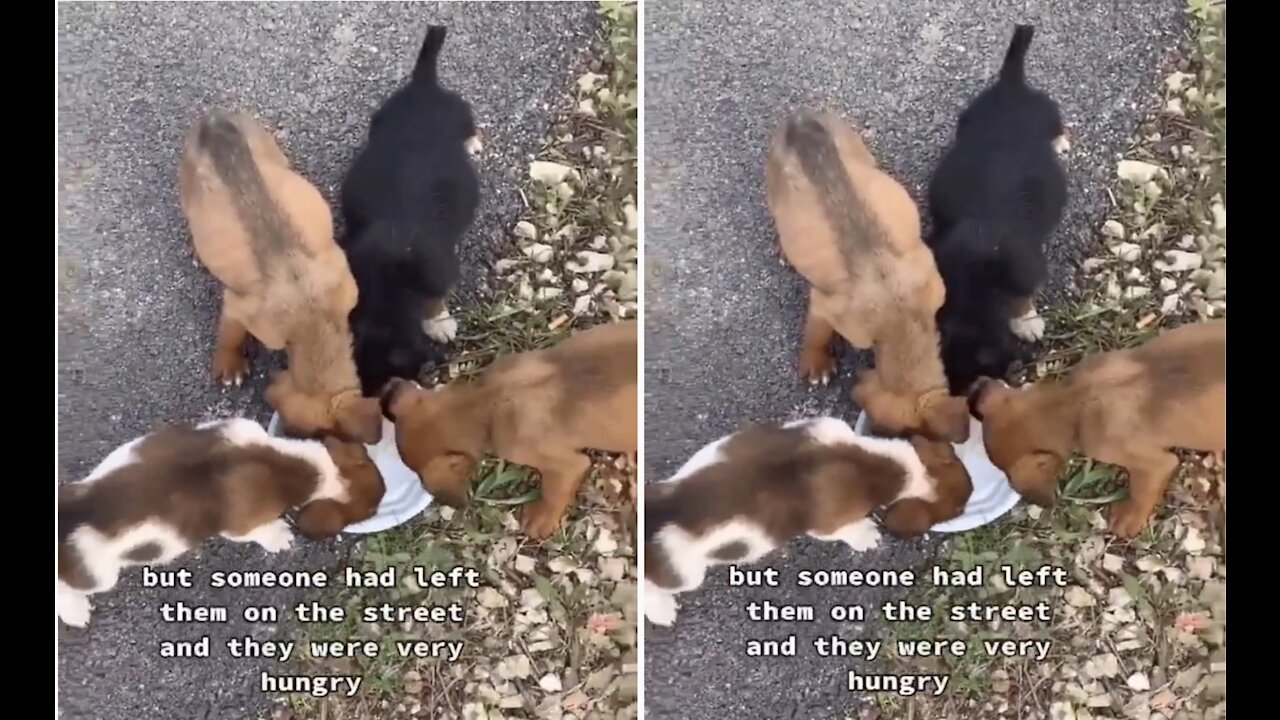 Motorist saved bunch of abandoned puppies on the road