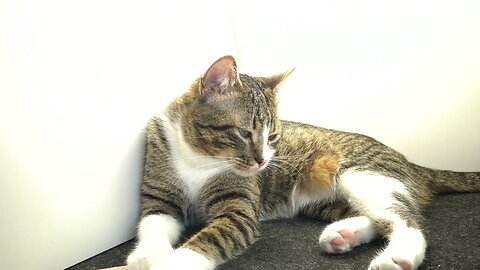 A Nostalgic Cat Sighs