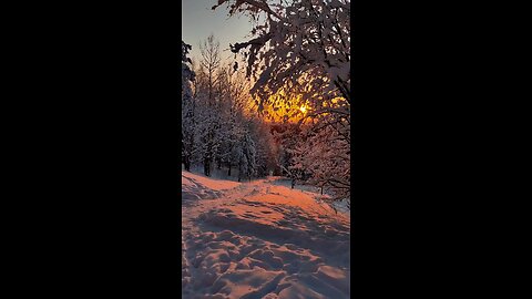 Nature's canvas painted with hues of the setting sun. #Shorts #viral #trending #explorepage #fyp