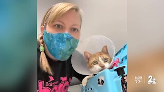 BARCS puts out plea for more fosters as more homeless pets come into the shelter