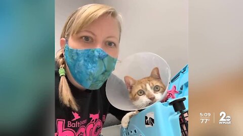 BARCS puts out plea for more fosters as more homeless pets come into the shelter