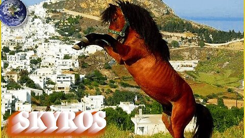 TOP Beautiful Skyros Horse in the World!