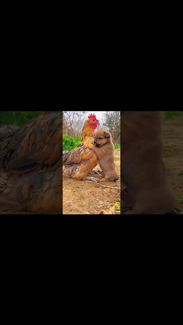 Unlikely Friendship: Puppy and Chicken Share Heartwarming Moments #shorts