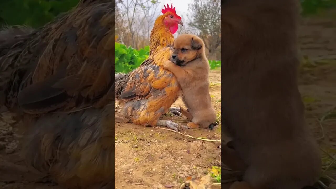 Unlikely Friendship: Puppy and Chicken Share Heartwarming Moments #shorts