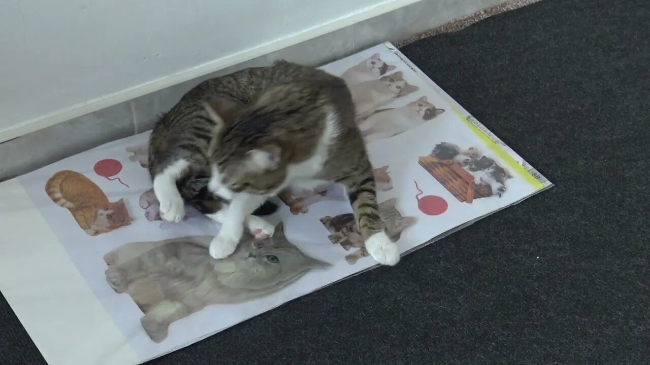 Cat Likes the Cat Stickers