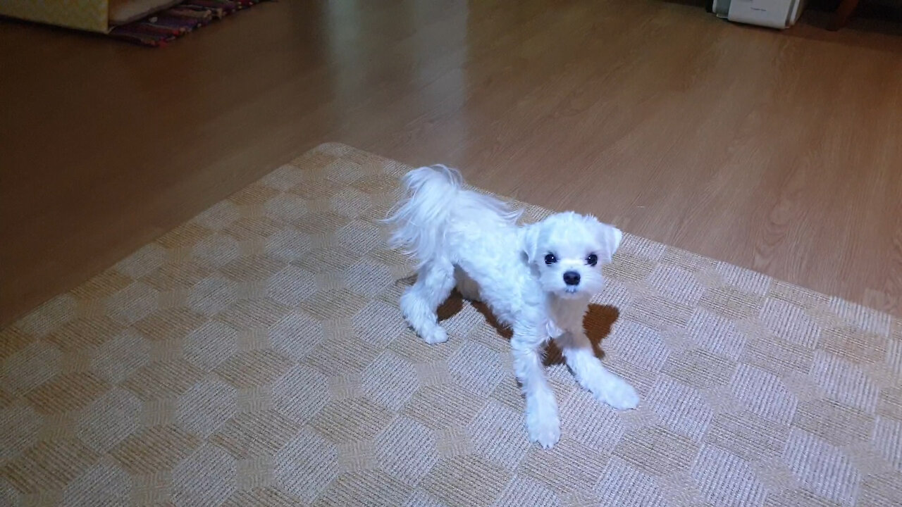 Puppy playing with mother