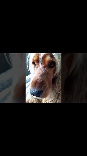 #dogshow , #animals , #dogs , #shorts