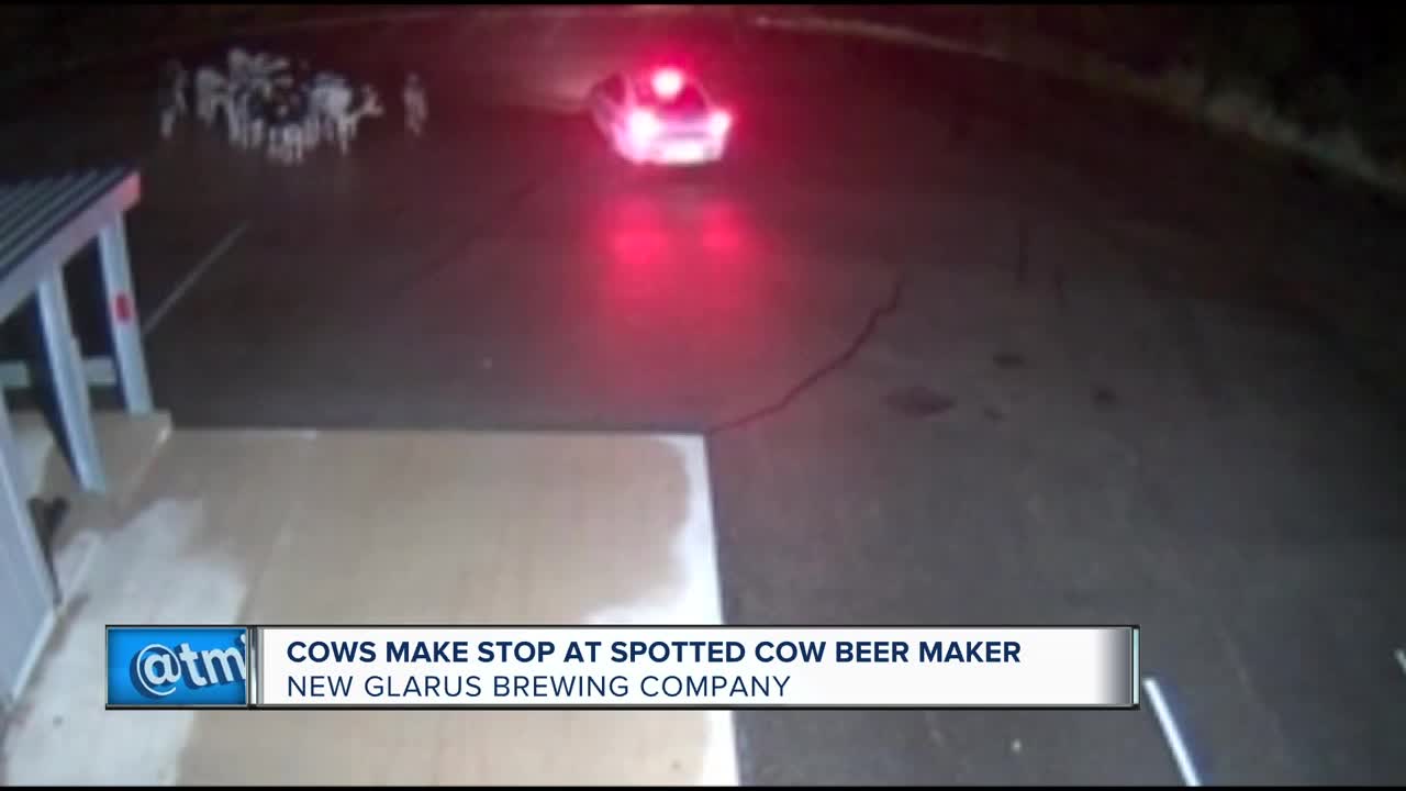 Cows make stop at Spotted Cow beer maker