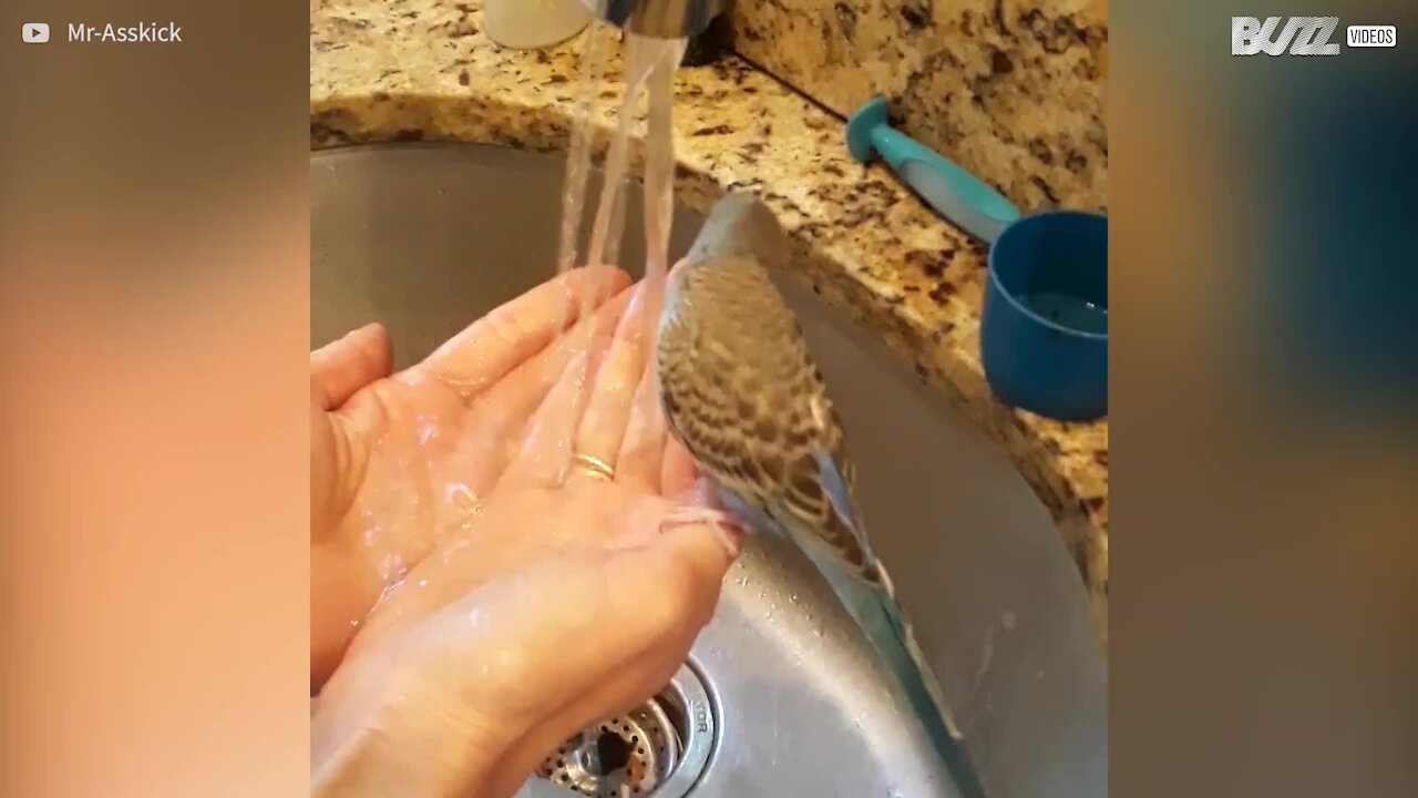 Cette perruche se douche dans l'évier