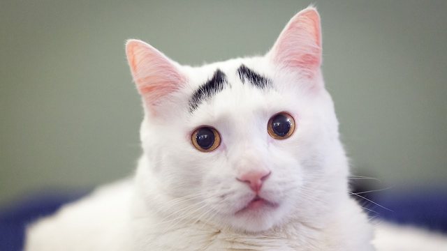 Raising Eyebrows: Cute Cat Becomes Viral Sensation