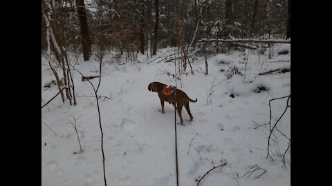 Winter Walk with Elsa