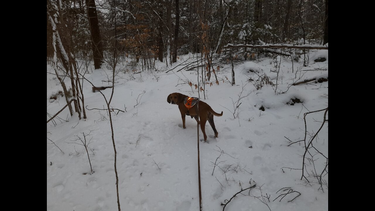 Winter Walk with Elsa