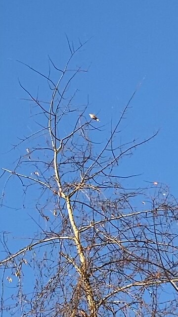 First hawk of autumn