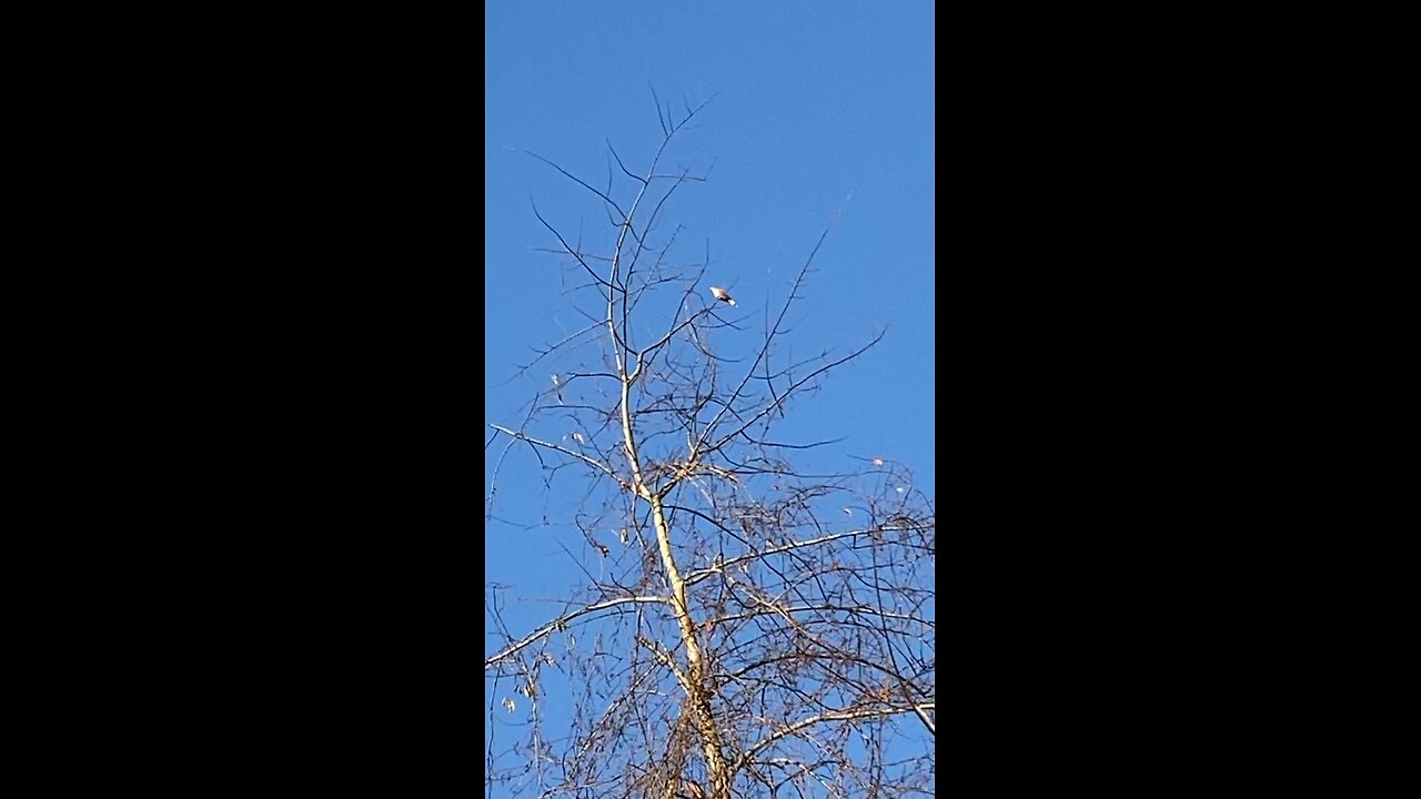 First hawk of autumn