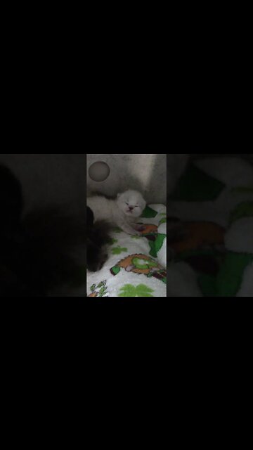 Adorable Sleepy Kitten! 😻