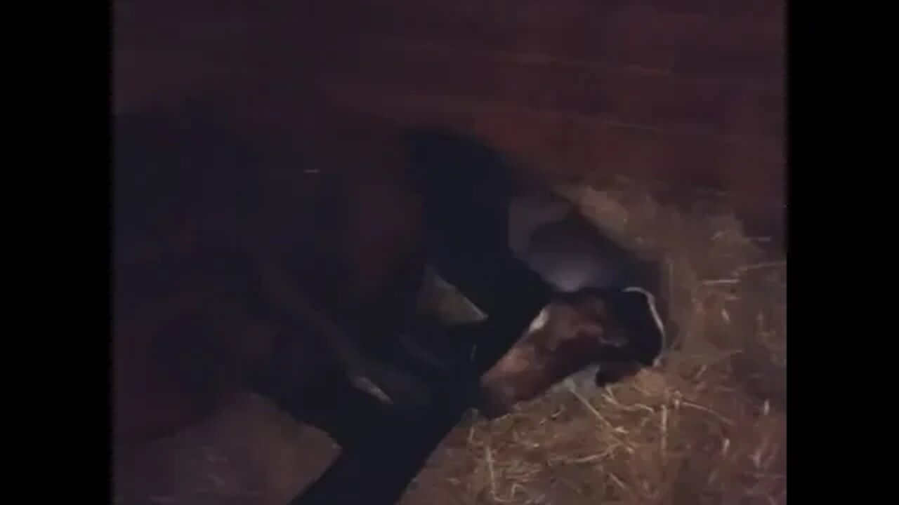 Newborn Foal here at Venus Ranch