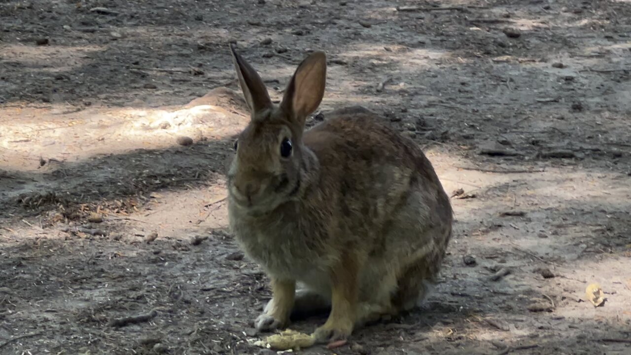Very friendly bunny that loves peanuts