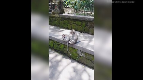 baby monkey got bitten on his head must watch!!