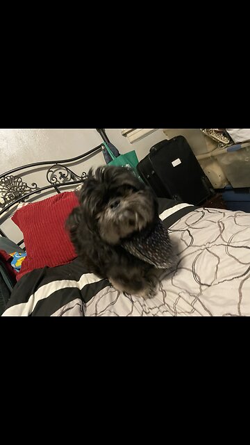 Mr.Biggles was not having any of it, lawl.