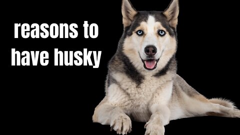 reasons to have husky