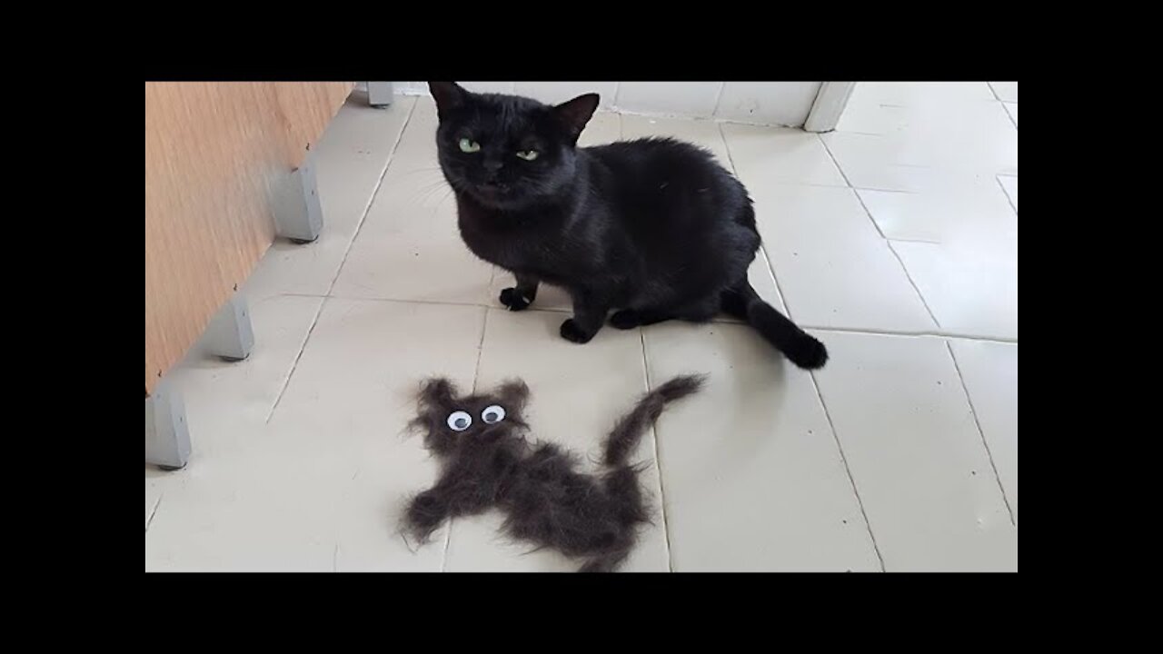 Funniest Cats 😹 - Don't try to keep returned Laughter 😂 - Funny Cats Life