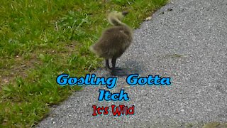 Gosling Gotta Itch