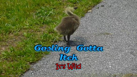 Gosling Gotta Itch