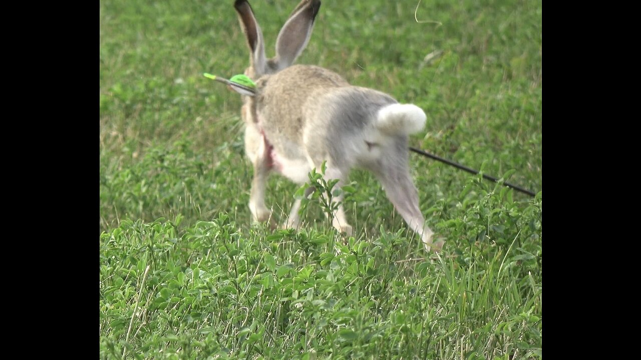 Bow hunting rabbits