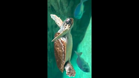 Sea Animals|Sea Turtle|Oceanic Ecosystems