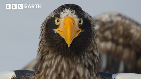 Asia | First Look ft #SEVENTEEN | BBC Earth