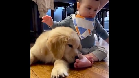 Dog making toes massage for baby🐶