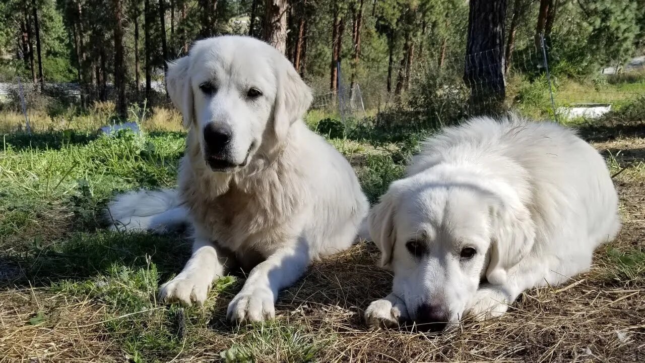 Predator Proofing The Homestead