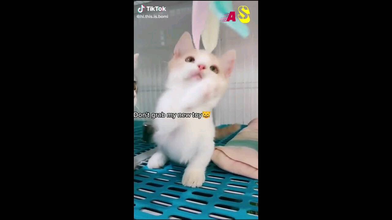 Funny Cats are playing, Cats are playing