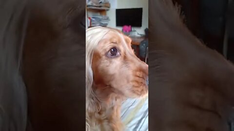 #dogshow , #amimals , #dogs , #shorts