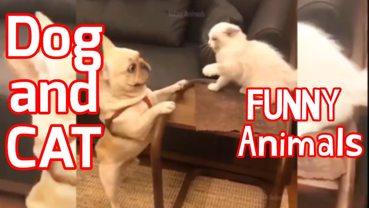 Cat And Dog Funnys Video