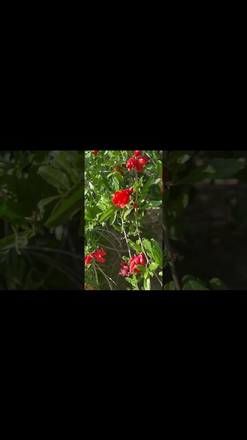 FRUIT ORCHARD BLOOMING