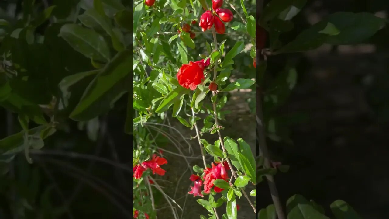 FRUIT ORCHARD BLOOMING