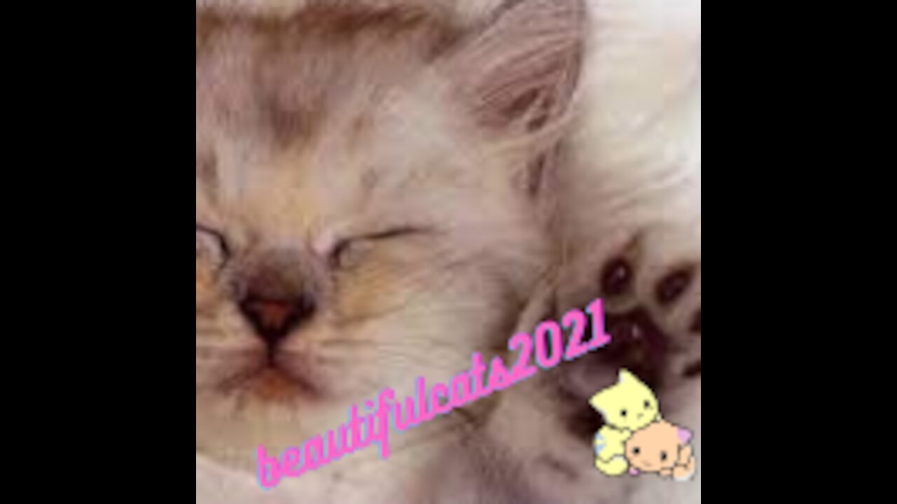 cutest and most beautiful cat in the world 2