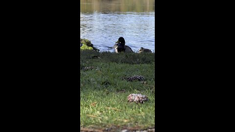 Ducks by the Lake