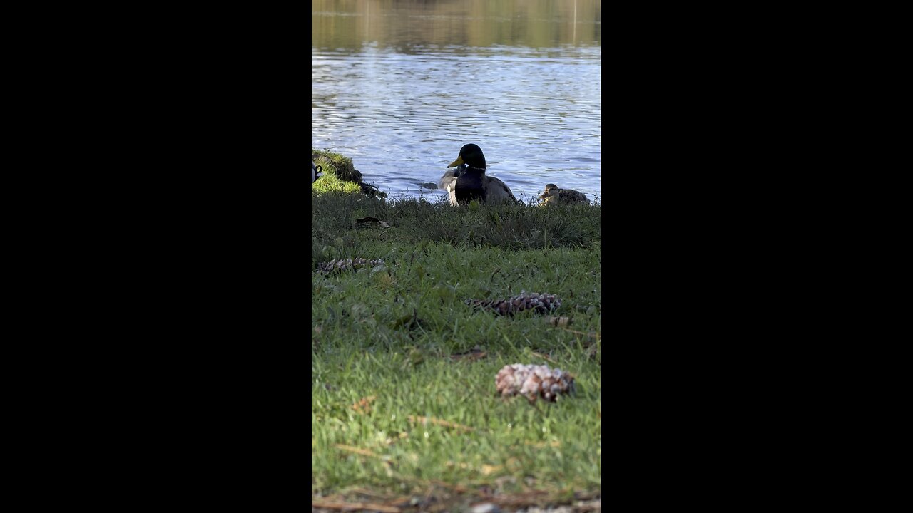 Ducks by the Lake