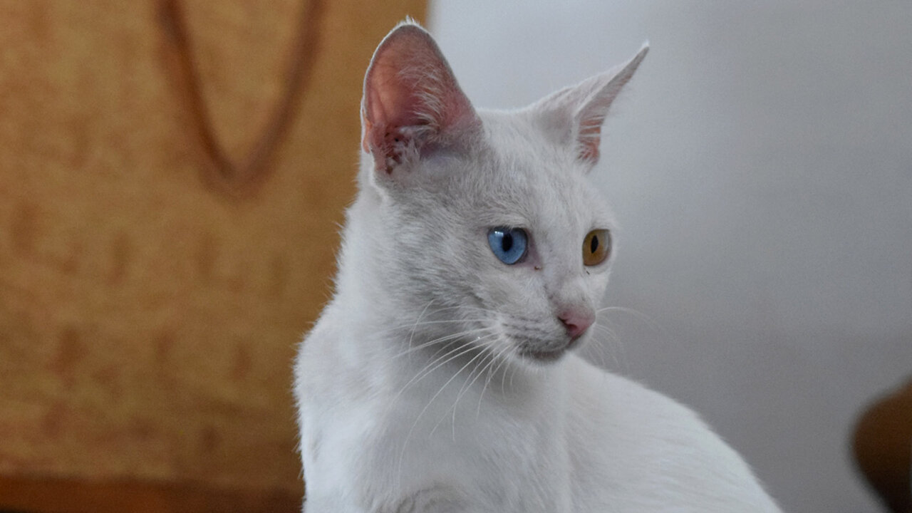 This Mother Cat Has 2 Different Colored Eyes