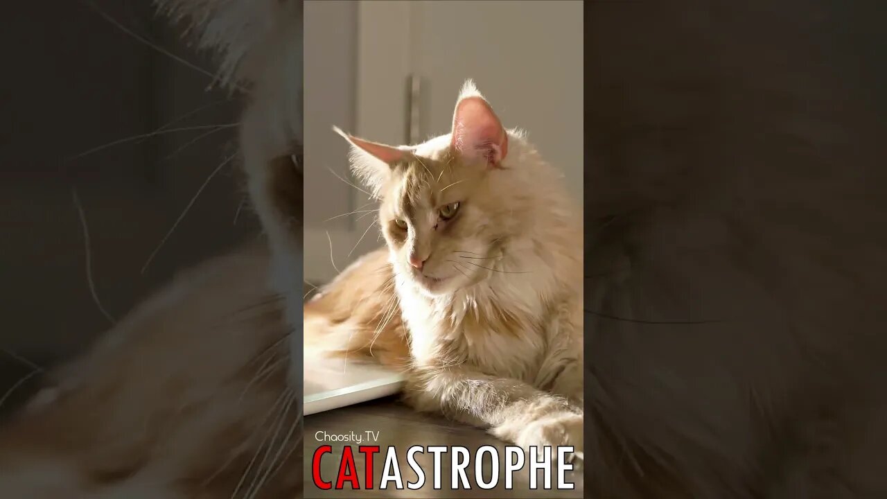 😼 #CATASTROPHE - Get on the Scale Fatty🐈