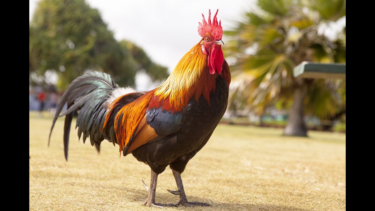 Rooster walking in the morning