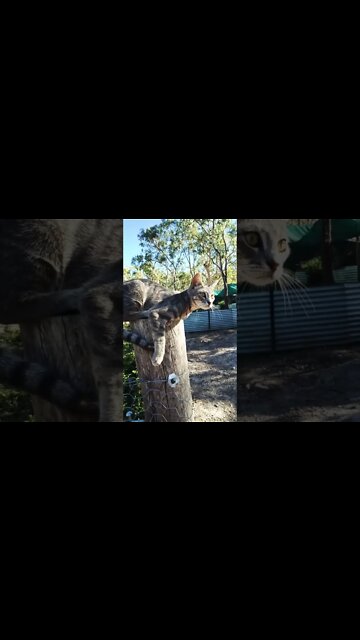 Puss puss kitten on a post. Sooo cute