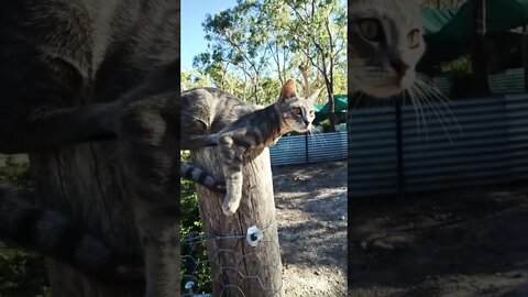 Puss puss kitten on a post. Sooo cute