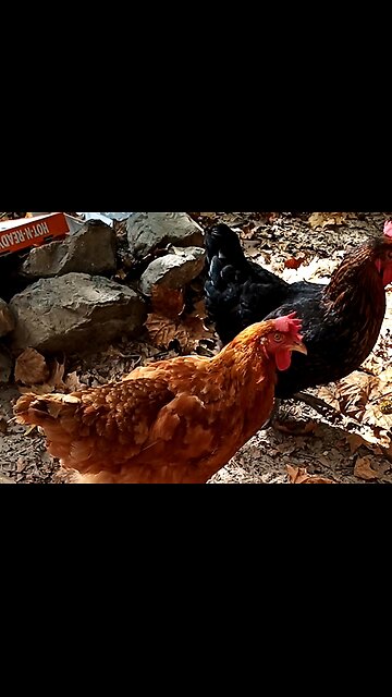 INTIMACY WITH GOD - DAILY DEVOTIONAL ❤️