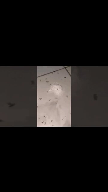 tutorial pra acabar com as formigas dentro de casa. #shorts