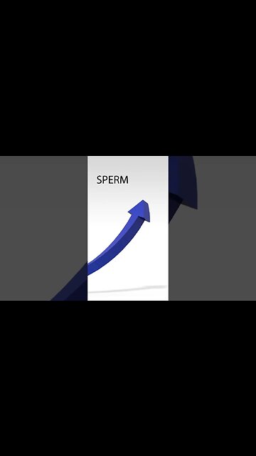 How 𝗣𝗼𝗿𝗻 𝗦𝘁𝗮𝗿𝘀 𝗜𝗻𝗰𝗿𝗲𝗮𝘀𝗲 𝗦𝗽𝗲𝗿𝗺 𝗣𝗿𝗼𝗱𝘂𝗰𝘁𝗶𝗼𝗻