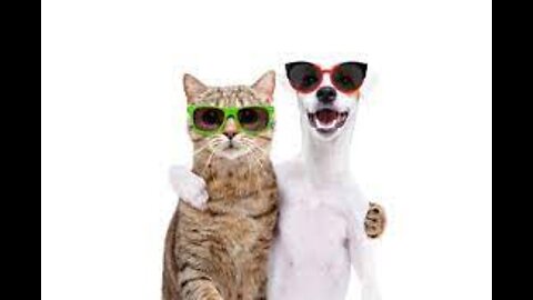 Funny Cat and Dog